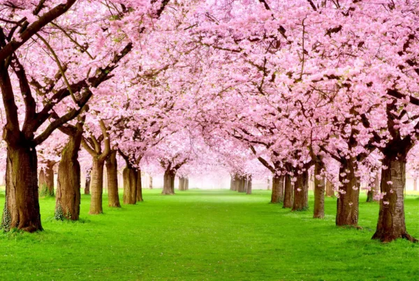 tapete cherry blossom 1