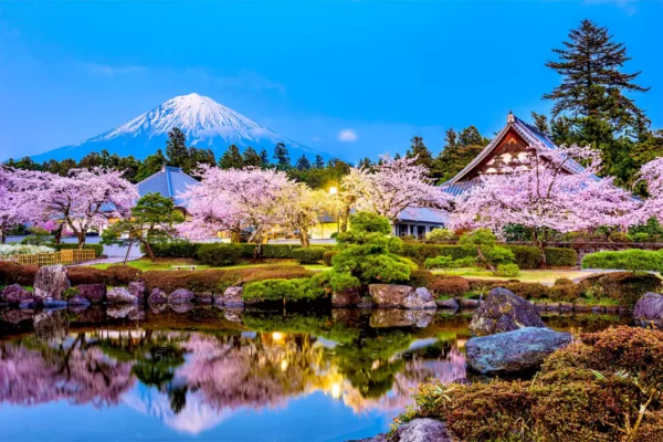tapete cherry blossom 2