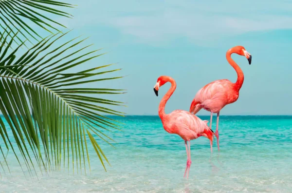 tapete flamingos 2