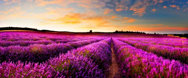 tapete lavander 1