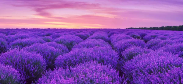 tapete lavander 2