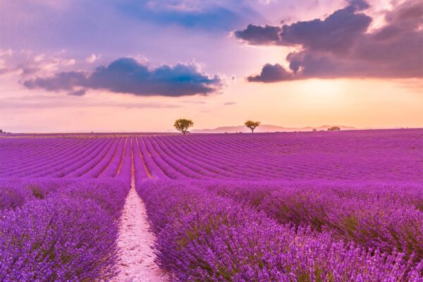 tapete lavander 3